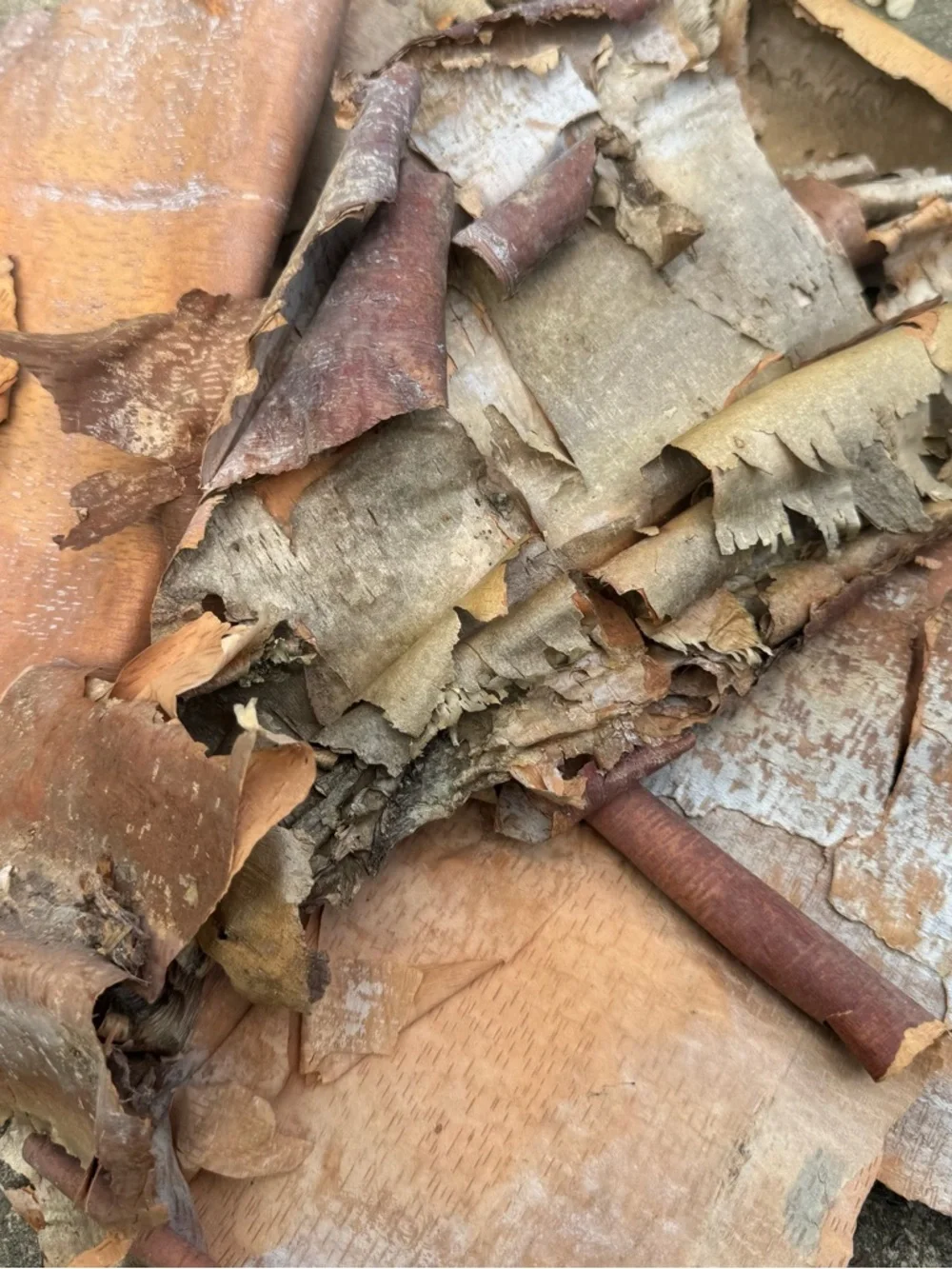 Beautifully Textured Natural River Birch Bark